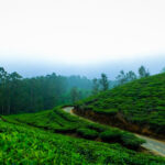 7-Best-Places-to-Visit-in-Ooty-for-an-Amazing-Experience-150x150